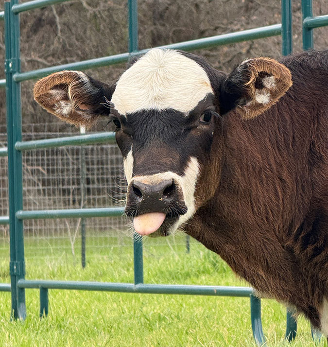 A cow at 3Hearts Farm Animal Rescue