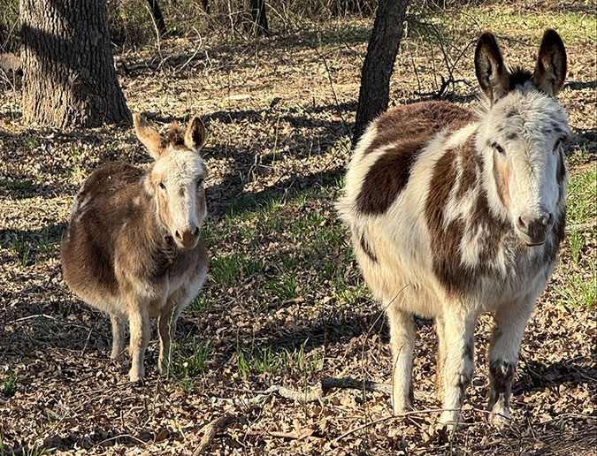 Donkeys Daisy and Pippy