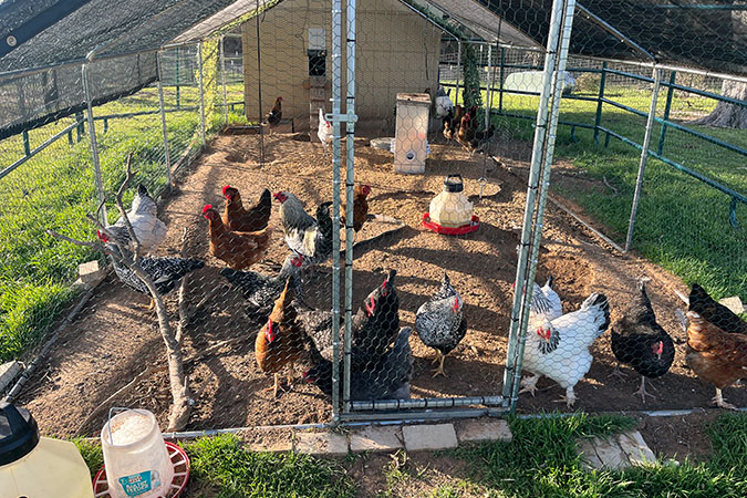 Chickens in their coop