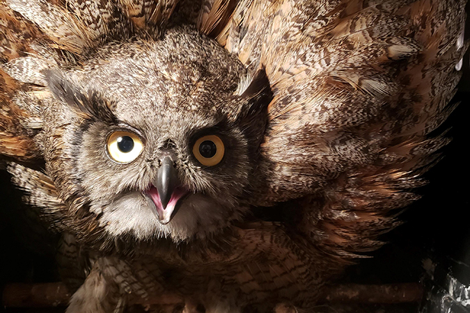 A great horned owl Henderson rescued.