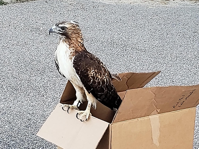 A red-tailed hawk just before release.